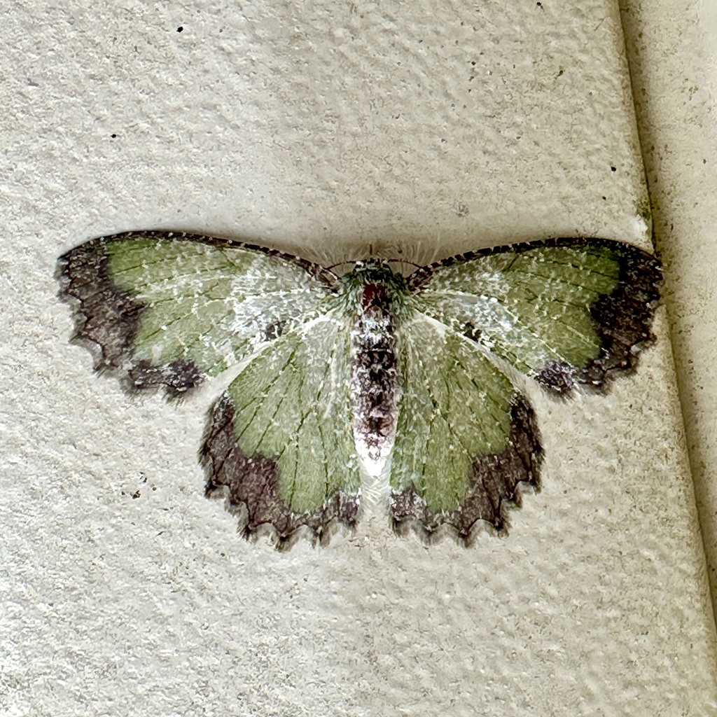Eucyclodes iridescens