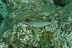 Ophioblennius macclurei
