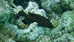 Cephalopholis fulva