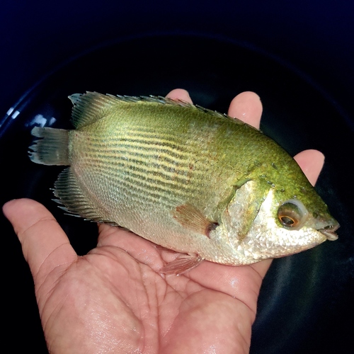 Kussende goerami (Helostoma temminkii) — Helostomatidae — 2