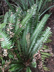 Blechnum durum