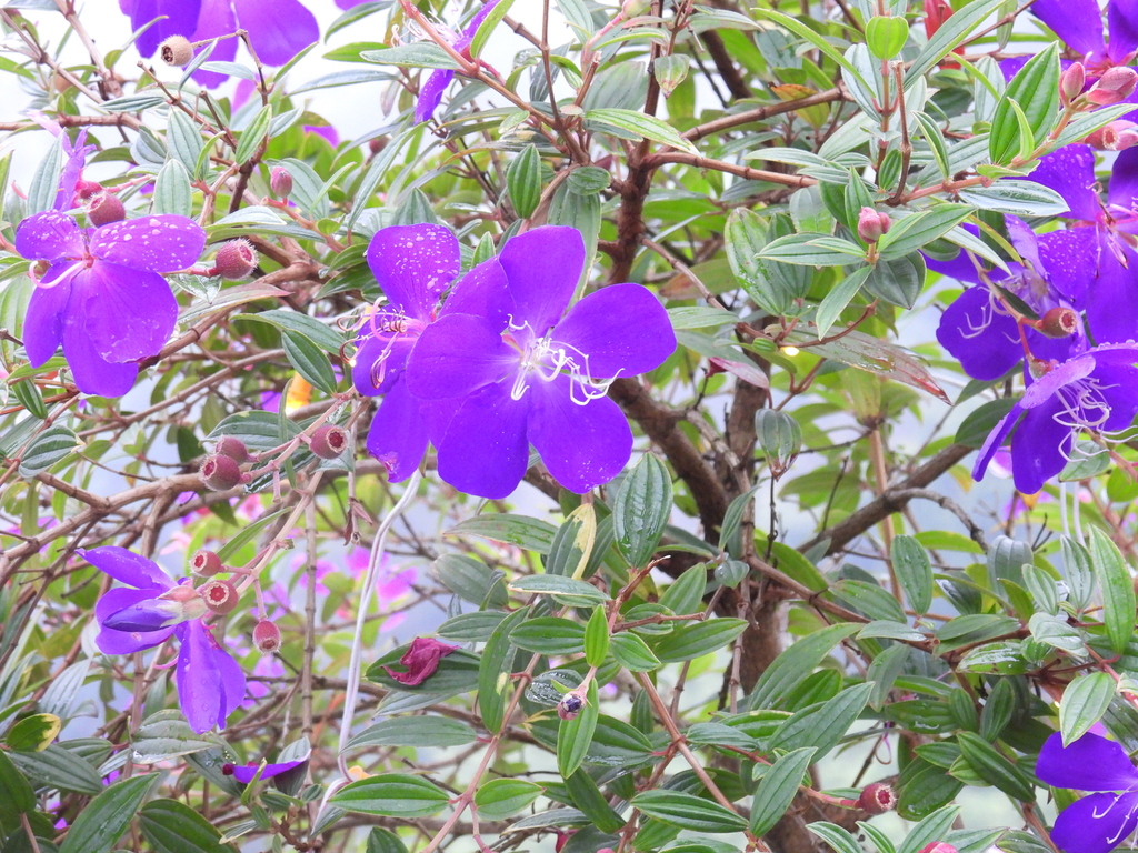 Pleroma semidecandrum, Pallivasal, 2nd Mile, Meencut P.O, Chittiarpuram, Munnar, Chithirapuram, Kerala 685565, India