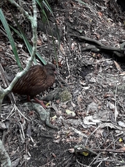 Gallirallus australis scotti