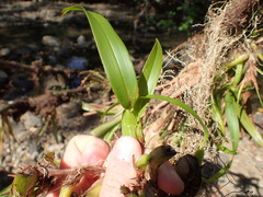 Maxillaria parviflora