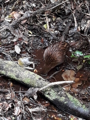 Gallirallus australis scotti