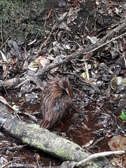 Gallirallus australis scotti