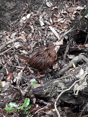 Gallirallus australis scotti