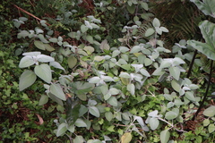 Coleus argentatus
