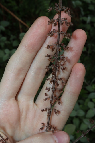 Coleus argentatus, photograph 3
