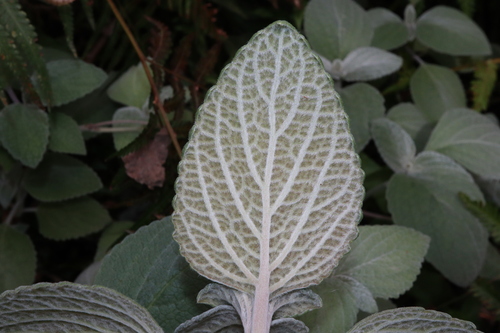 Coleus argentatus, photograph 4