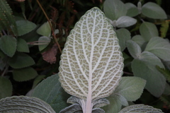 Coleus argentatus, photograph Thomas Mesaglio, CC BY, iNaturalist via GBIF