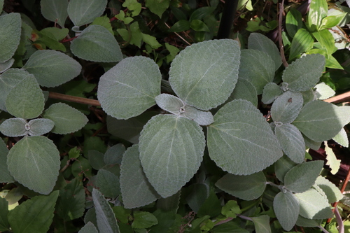Coleus argentatus, photograph 5