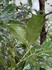 Helicia cochinchinensis