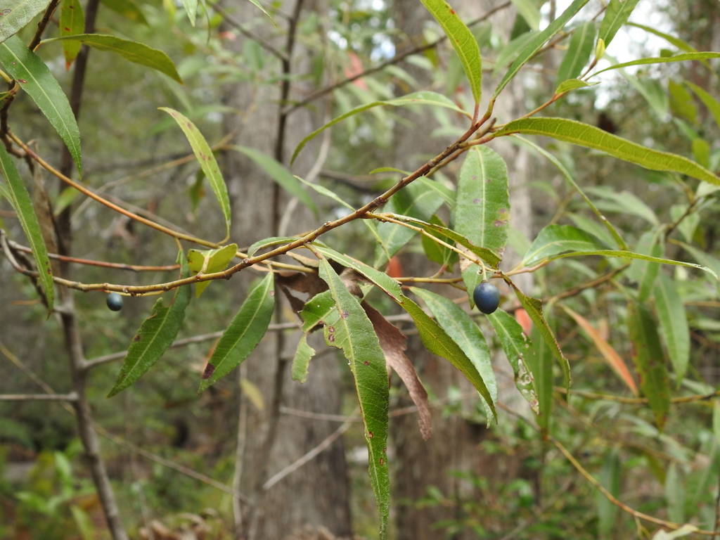 Blueberry Ash From Tuan Forest Qld 4650 Australia On October 7 2023