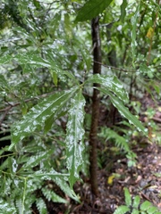 Helicia cochinchinensis