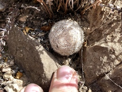 Mammillaria lasiacantha