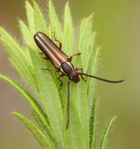 Trichomesia newmani