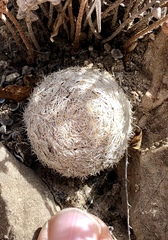 Mammillaria lasiacantha