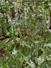 Helicia cochinchinensis