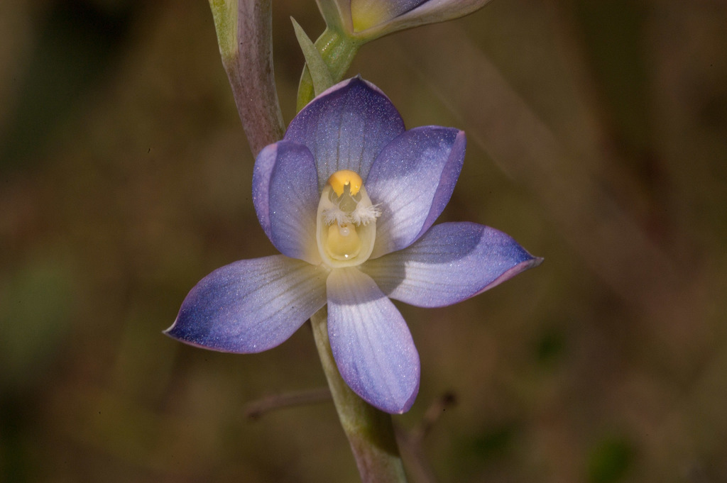 Thelymitra grandiflora