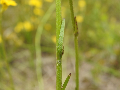 Image of Spiked Goodenia (Goodenia stelligera) by (c) Scott W. Gavins, some rights reserved (CC BY)