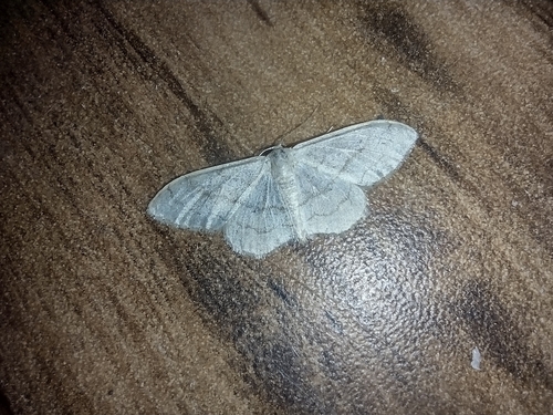 piadica kručinková (Idaea aversata)