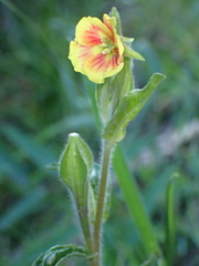 Oenothera epilobiifolia