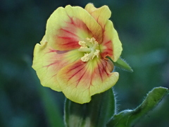 Oenothera epilobiifolia