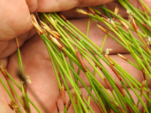 Image of Coleocarya gracilis by (c) Scott W. Gavins, some rights reserved (CC BY)