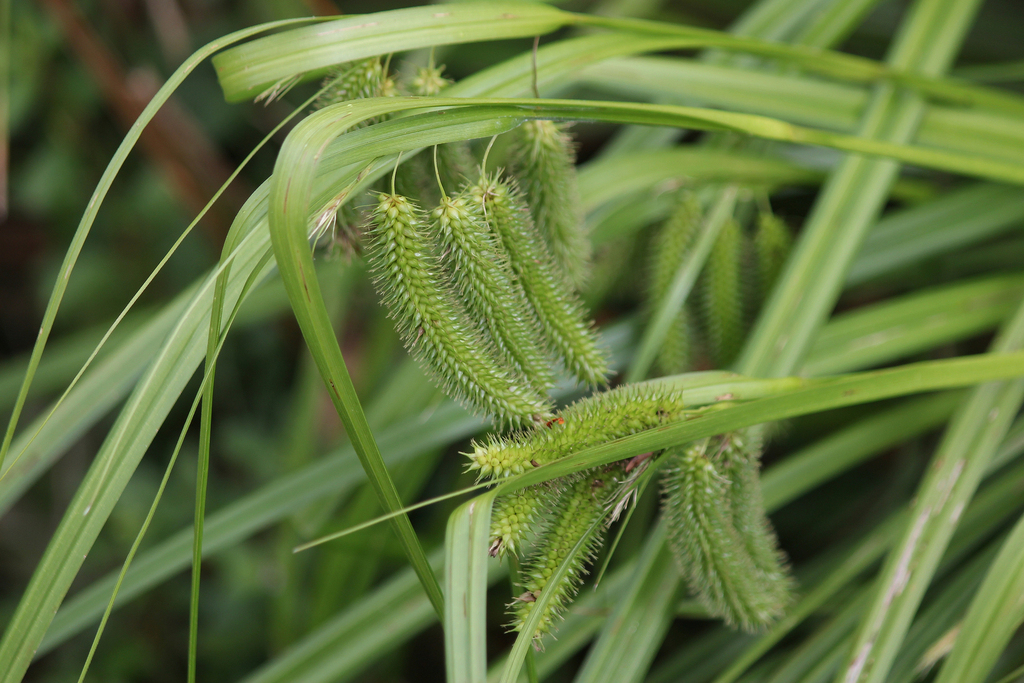 Carex fascicularis - Inner West indigenous plant