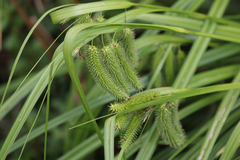Chilean Sedge (Carex fascicularis)