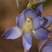 Thelymitra grandiflora - Photo (c) Rolf Lawrenz, algunos derechos reservados (CC BY), subido por Rolf Lawrenz
