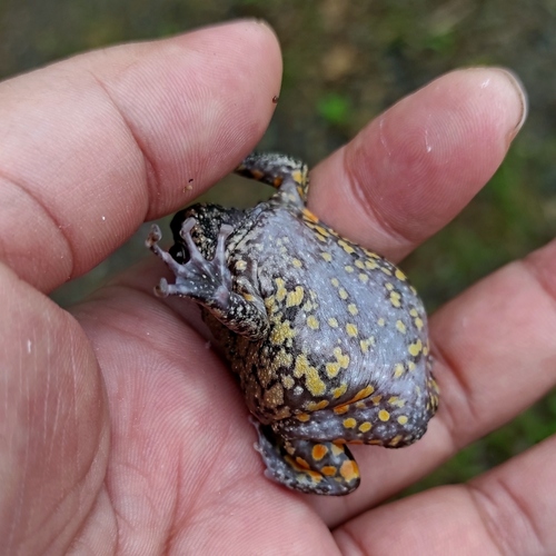 Black Bullfrog, Kaloula baleata