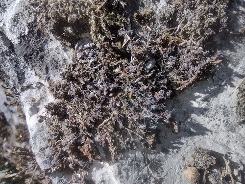 napúchavec lalôčkatý (Scytinium lichenoides)