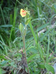 Oenothera epilobiifolia