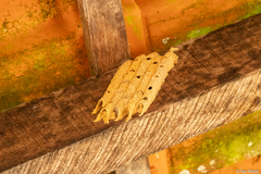 Trypoxylon albitarse