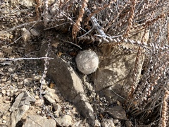 Mammillaria lasiacantha