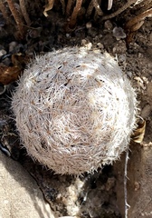 Mammillaria lasiacantha