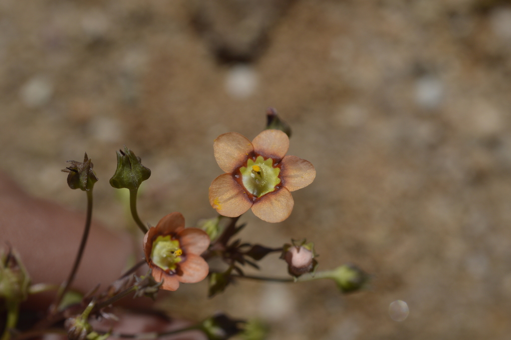 Diascia runcinata