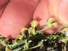 Pectocarya platycarpa