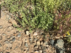 Pectocarya platycarpa