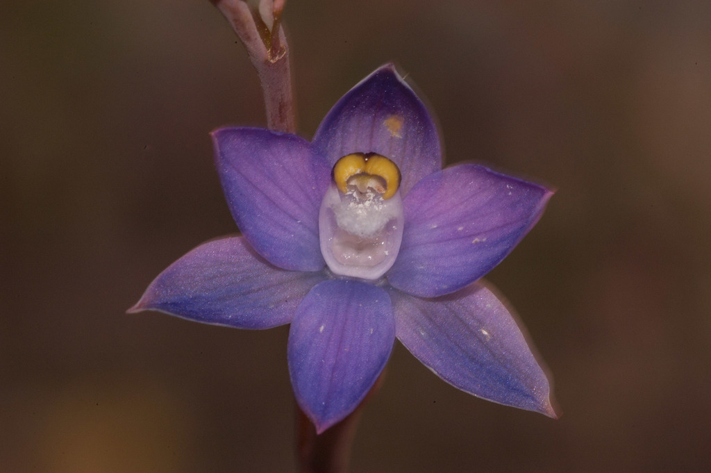 Thelymitra batesii