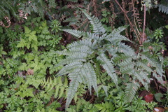 Arachniodes aristata