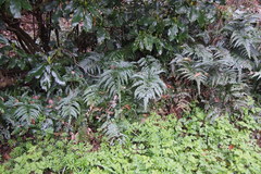 Arachniodes aristata