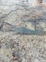 Pseudocaranx