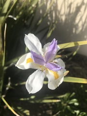 Dietes grandiflora