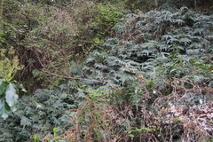 Arachniodes aristata