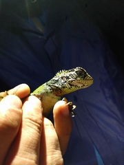 Enyalioides