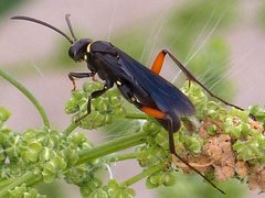 Ceropales bipunctata