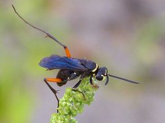 Ceropales bipunctata